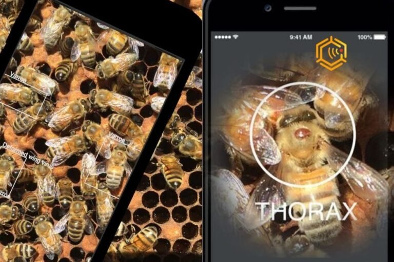 Protect The World’s Bees With Ai – Find Varroa Mites Fast And Bee-Friendly With AI
