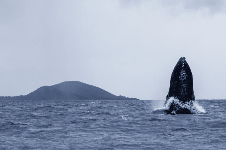 Whale hunt