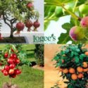 Tips to Grow Tropical Fruits in Containers