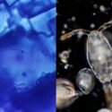 Scientists Found 830 Million Years Old Living Microbes Inside A Salt Rock
