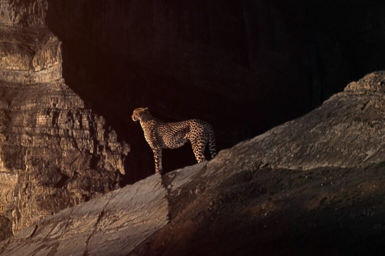 Cheetahs