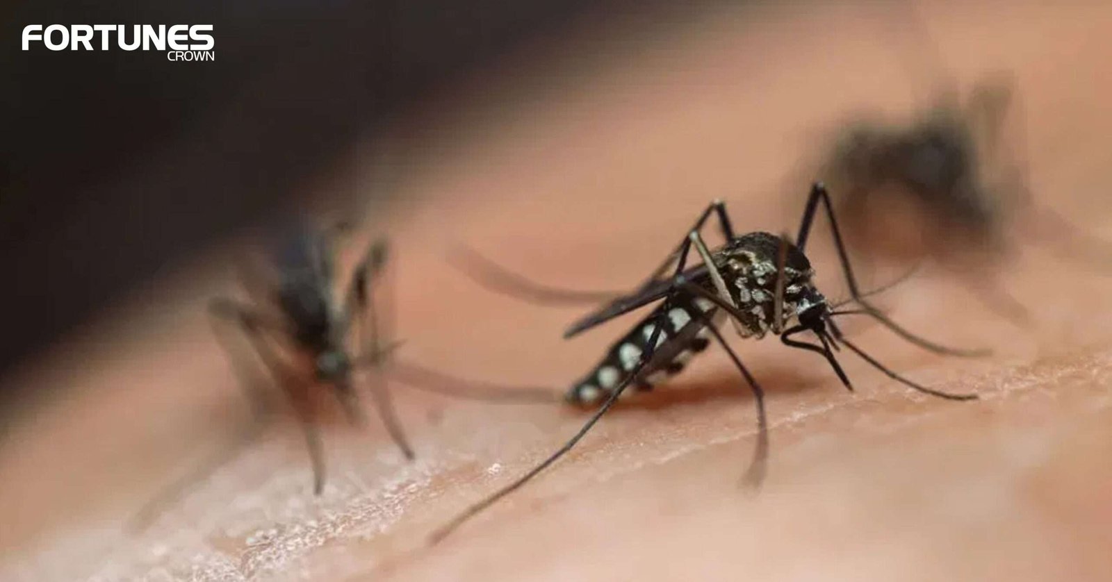 Mosquito-Borne, Virus, New York, EEE