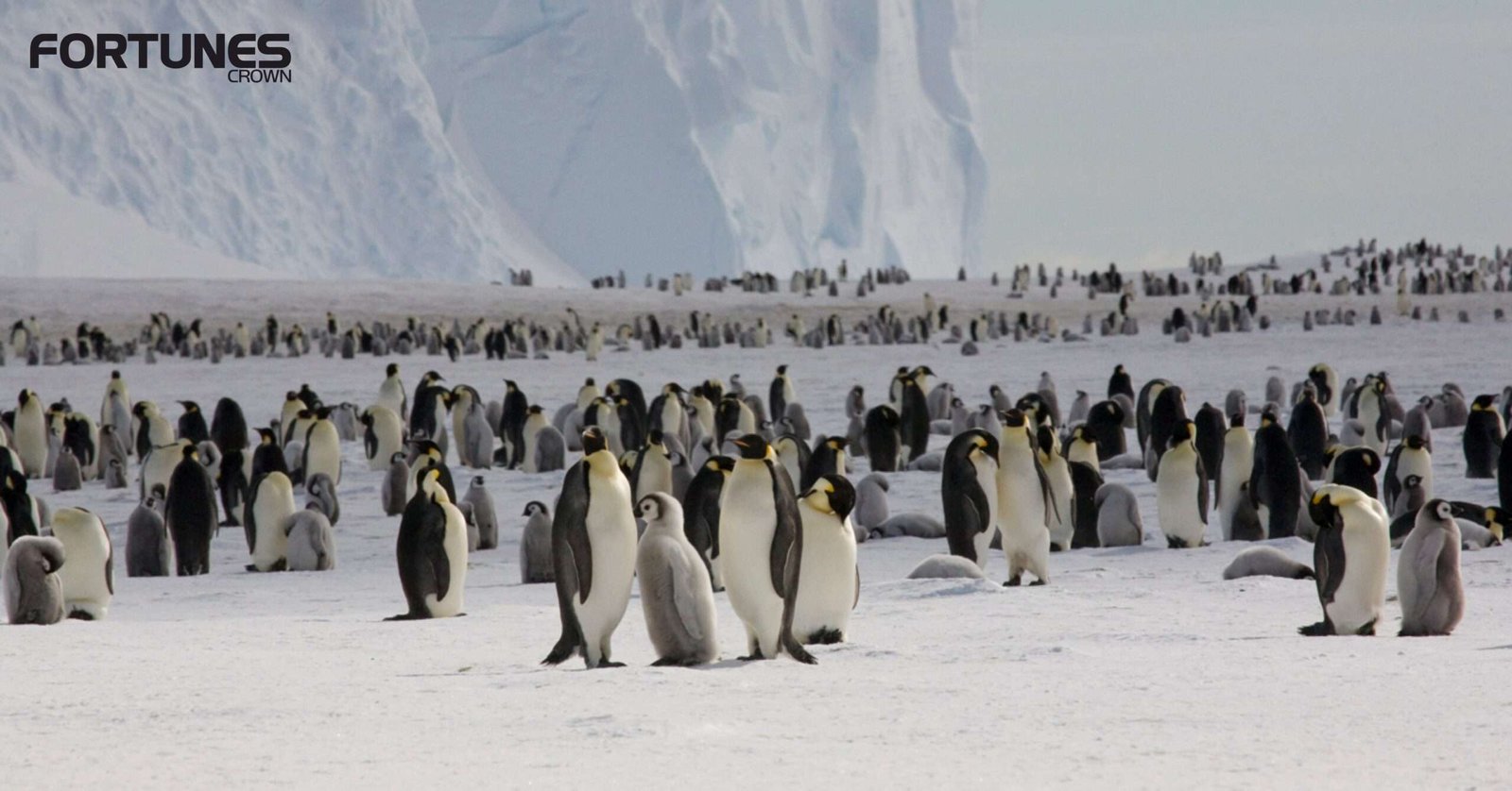 Thousands of Penguins Die Due To Ice Break Up in Summer