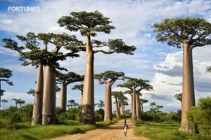 Baobab Trees