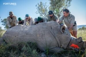 Radioactive Isotopes to stop rhino poaching