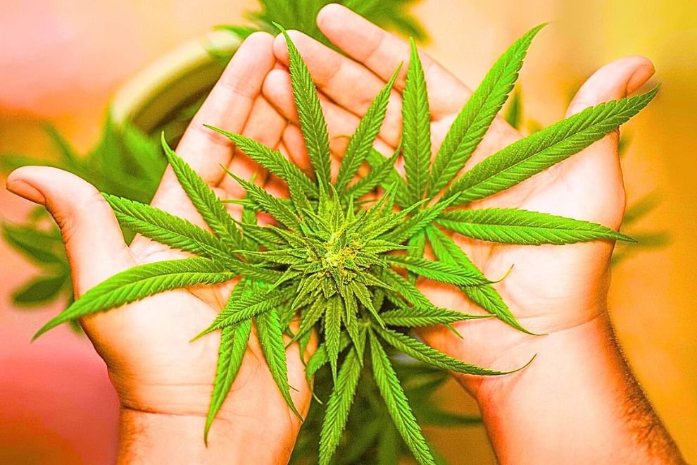 Choosing Between Flower, Edibles, and Concentrates: A Comprehensive Guide
