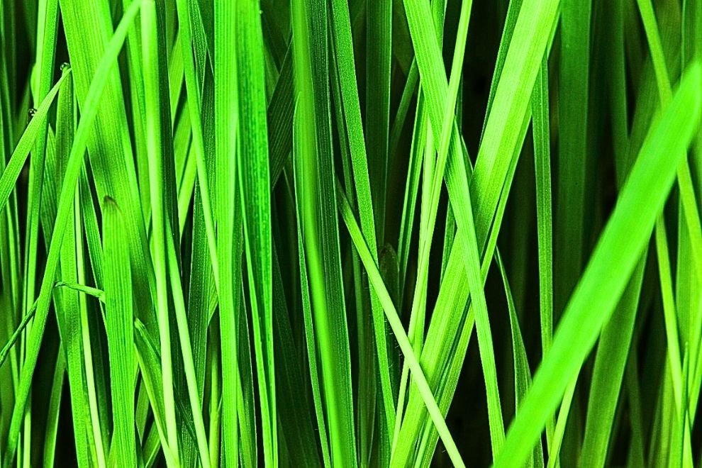 Eco-Friendly Living in Master-Planned Communities: Sustainable Features for Modern Homebuyers
